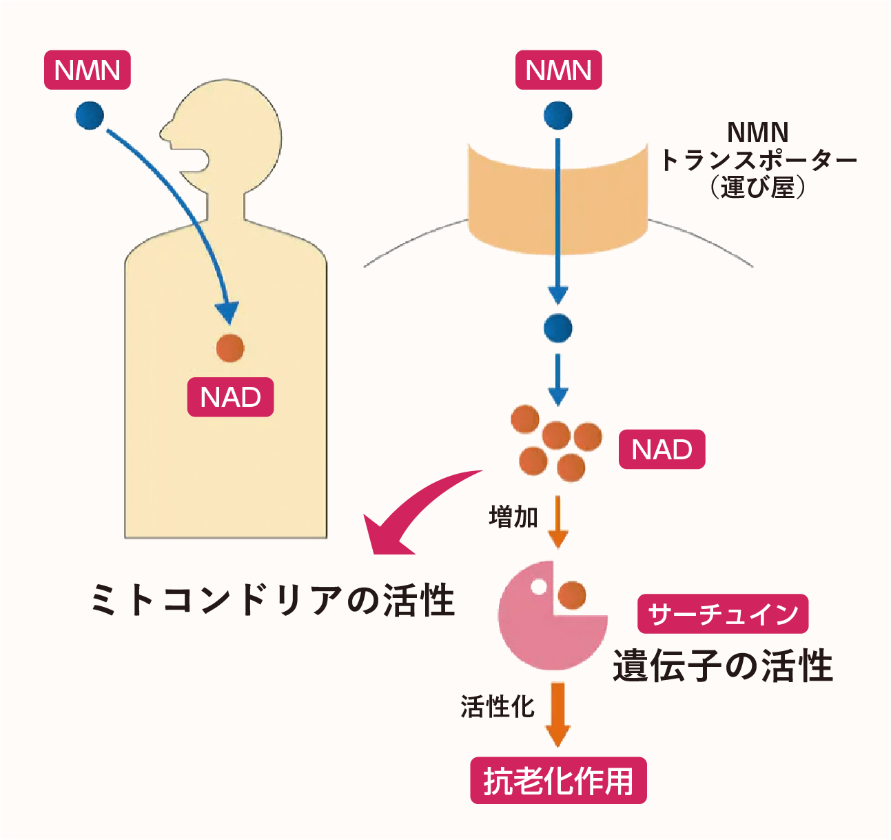 NMN トランスポーター （運び屋） ミトコンドリアの活性 遺伝子の活性